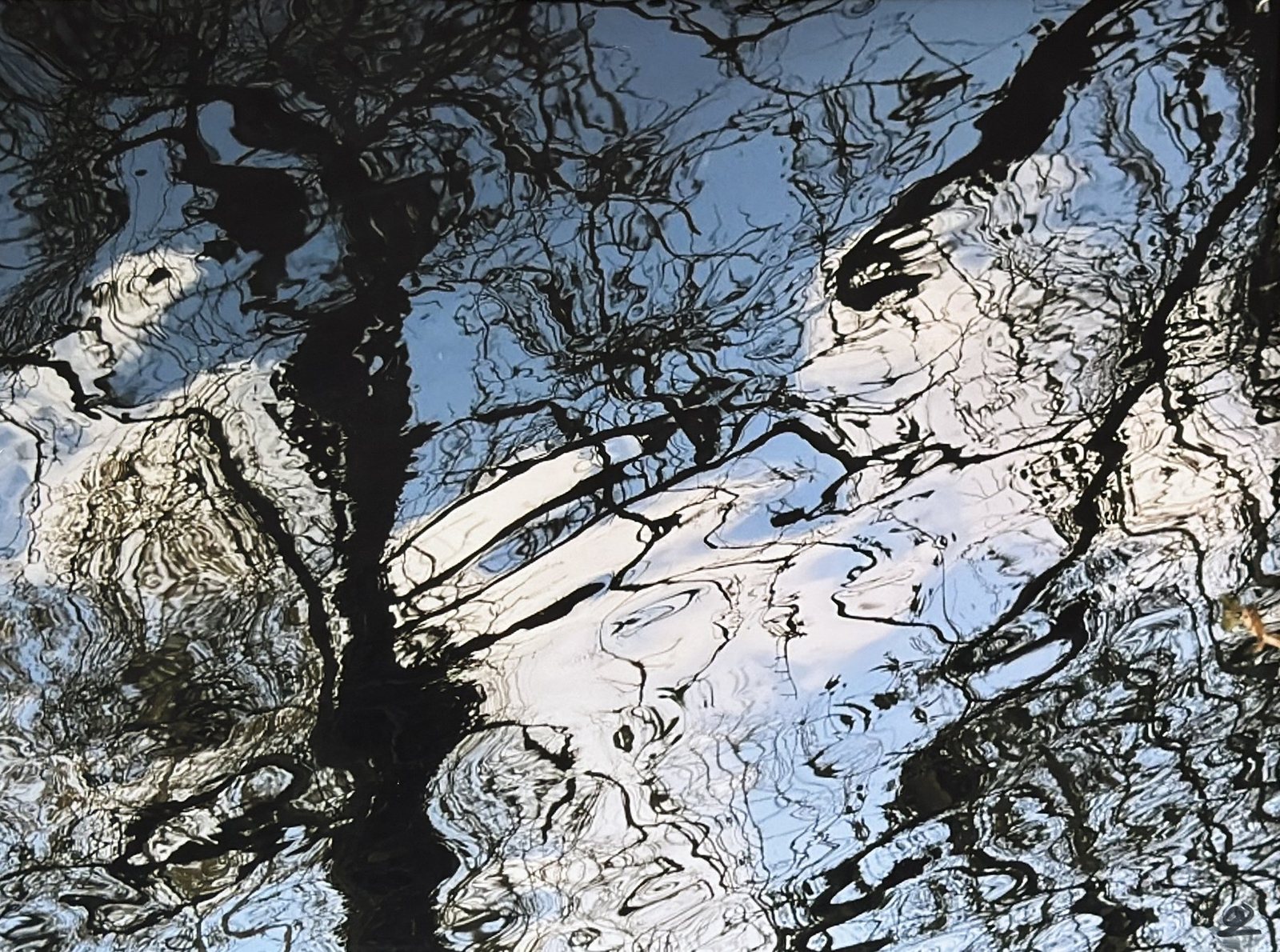 Figures animalières, photographie de Claude Duboille