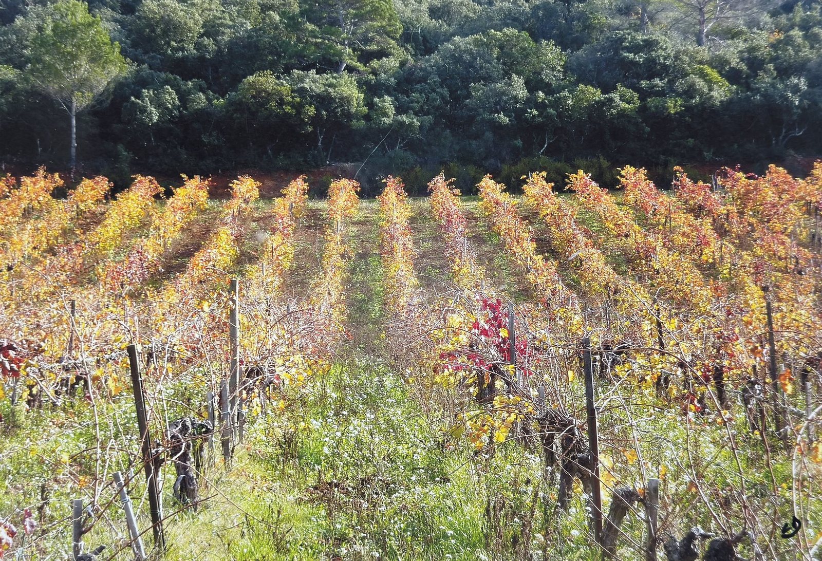 L'or de la vigne, photographie de Claude Duboille