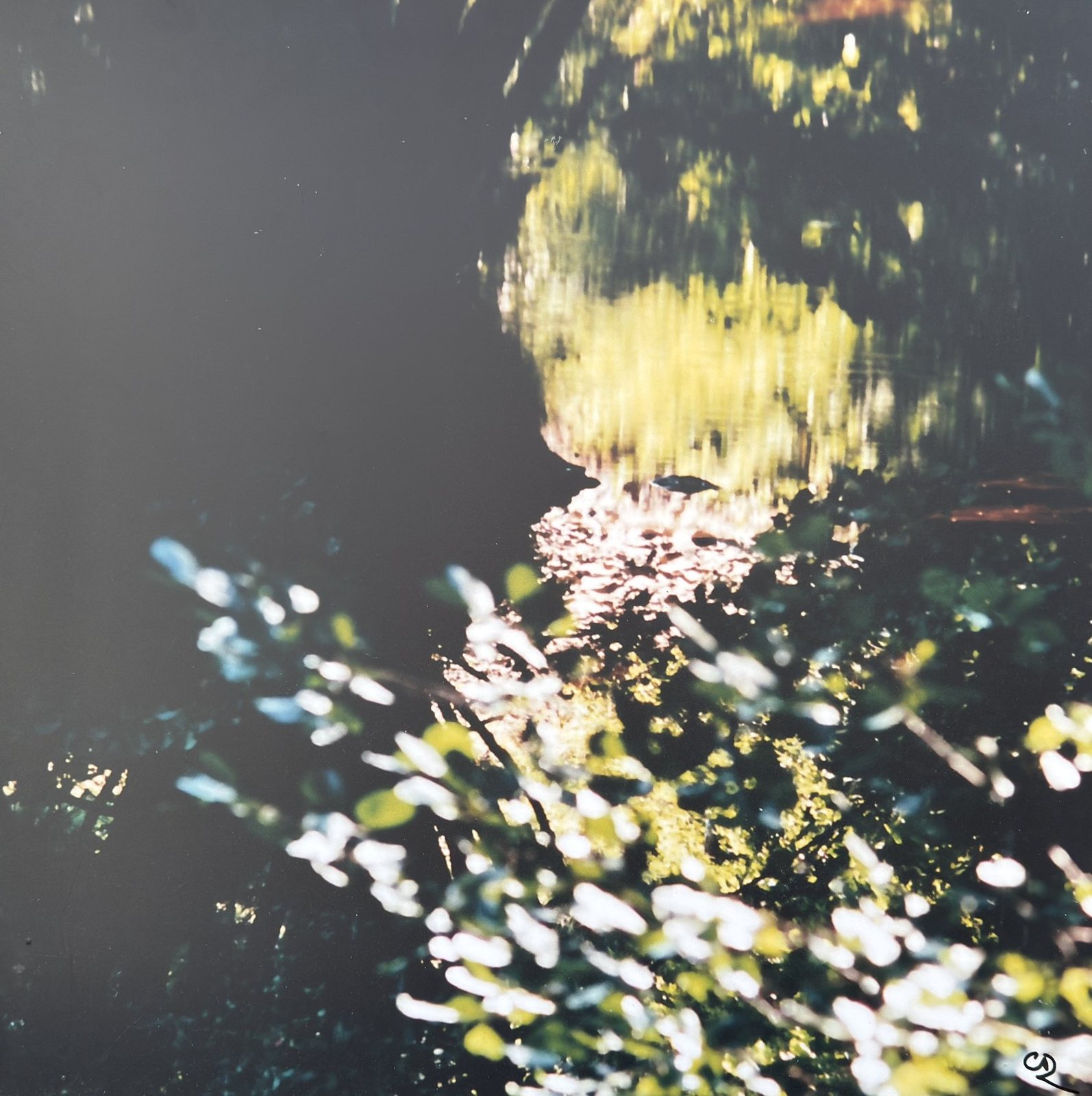 Portrait floral, photographie de Claude Duboille