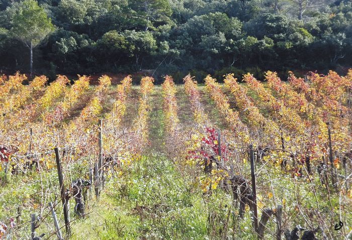 L'or de la vigne, photographie de Claude Duboille