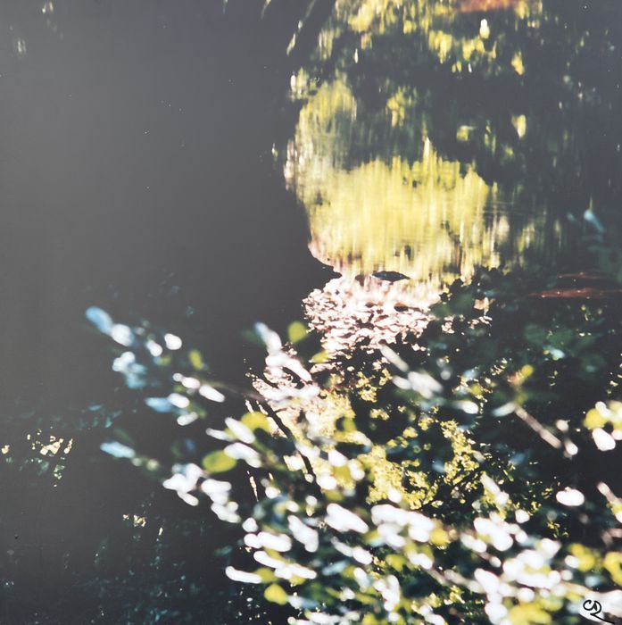 Portrait floral, photographie de Claude Duboille